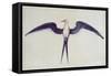 Frigate Bird-John White-Framed Stretched Canvas