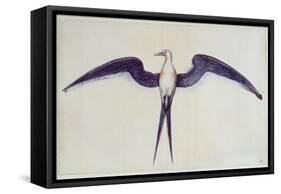 Frigate Bird-John White-Framed Stretched Canvas