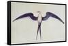 Frigate Bird-John White-Framed Stretched Canvas