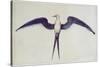 Frigate Bird-John White-Stretched Canvas