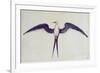 Frigate Bird-John White-Framed Giclee Print