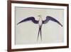 Frigate Bird-John White-Framed Giclee Print