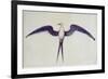 Frigate Bird-John White-Framed Giclee Print