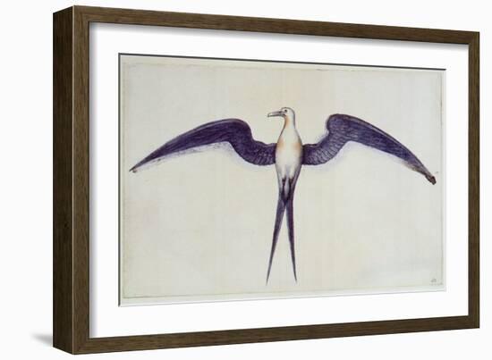 Frigate Bird-John White-Framed Giclee Print