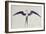 Frigate Bird-John White-Framed Giclee Print