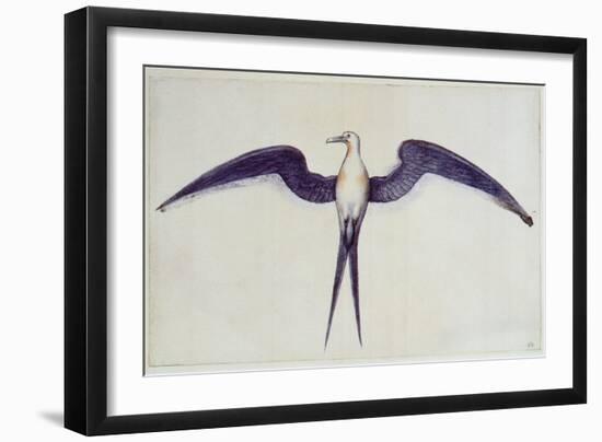 Frigate Bird-John White-Framed Giclee Print