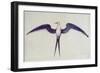 Frigate Bird-John White-Framed Giclee Print