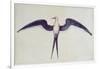 Frigate Bird-John White-Framed Giclee Print