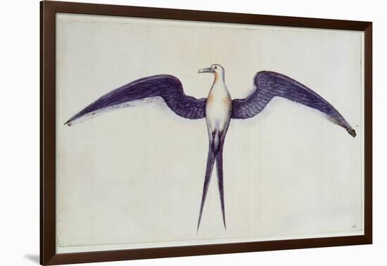 Frigate Bird-John White-Framed Giclee Print