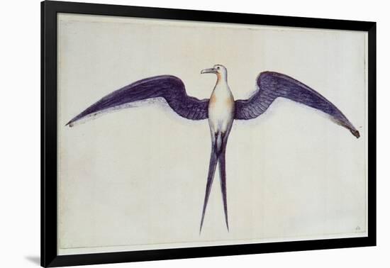 Frigate Bird-John White-Framed Giclee Print