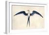 Frigate Bird-John White-Framed Art Print