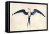 Frigate Bird-John White-Framed Stretched Canvas