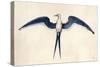 Frigate Bird-John White-Stretched Canvas