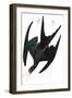 Frigate Pelican, Tachypetes Aquilis, from the Birds of America by John J. Audubon, Pub. 1827-38 (Ha-John James Audubon-Framed Giclee Print