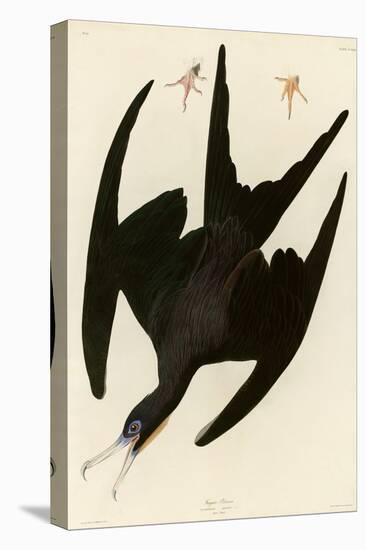 Frigate Pelican-John James Audubon-Stretched Canvas