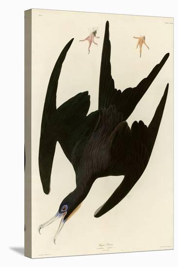 Frigate Pelican-John James Audubon-Stretched Canvas