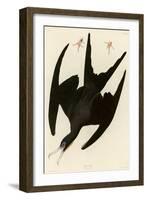 Frigate Pelican-John James Audubon-Framed Giclee Print