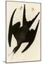 Frigate Pelican-John James Audubon-Mounted Giclee Print