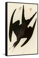 Frigate Pelican-John James Audubon-Framed Stretched Canvas