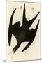 Frigate Pelican-John James Audubon-Mounted Giclee Print