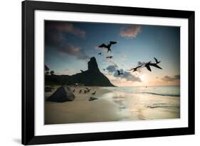 Frigatebirds, Fregata Magnificens, on Praia Da Conceicao-Alex Saberi-Framed Photographic Print