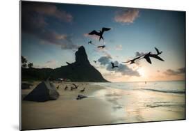 Frigatebirds, Fregata Magnificens, on Praia Da Conceicao-Alex Saberi-Mounted Photographic Print