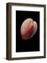 Frigidocardium Exasperatum-Paul Starosta-Framed Photographic Print