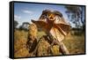 Frill-neck Lizard (Chlamydosaurus kingii), on a termite mound. Northern Territory, Australia-Paul Williams-Framed Stretched Canvas