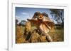 Frill-neck Lizard (Chlamydosaurus kingii), on a termite mound. Northern Territory, Australia-Paul Williams-Framed Photographic Print