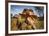 Frill-neck Lizard (Chlamydosaurus kingii), on a termite mound. Northern Territory, Australia-Paul Williams-Framed Photographic Print