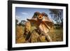 Frill-neck Lizard (Chlamydosaurus kingii), on a termite mound. Northern Territory, Australia-Paul Williams-Framed Photographic Print