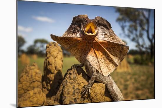 Frill-neck Lizard (Chlamydosaurus kingii), on a termite mound. Northern Territory, Australia-Paul Williams-Mounted Photographic Print