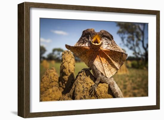 Frill-neck Lizard (Chlamydosaurus kingii), on a termite mound. Northern Territory, Australia-Paul Williams-Framed Photographic Print