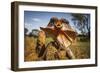 Frill-neck Lizard (Chlamydosaurus kingii), on a termite mound. Northern Territory, Australia-Paul Williams-Framed Photographic Print