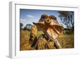 Frill-neck Lizard (Chlamydosaurus kingii), on a termite mound. Northern Territory, Australia-Paul Williams-Framed Photographic Print