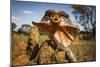 Frill-neck Lizard (Chlamydosaurus kingii), on a termite mound. Northern Territory, Australia-Paul Williams-Mounted Photographic Print