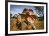 Frill-neck Lizard (Chlamydosaurus kingii), on a termite mound. Northern Territory, Australia-Paul Williams-Framed Photographic Print