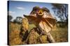 Frill-neck Lizard (Chlamydosaurus kingii), on a termite mound. Northern Territory, Australia-Paul Williams-Stretched Canvas