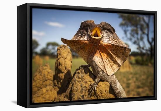 Frill-neck Lizard (Chlamydosaurus kingii), on a termite mound. Northern Territory, Australia-Paul Williams-Framed Stretched Canvas