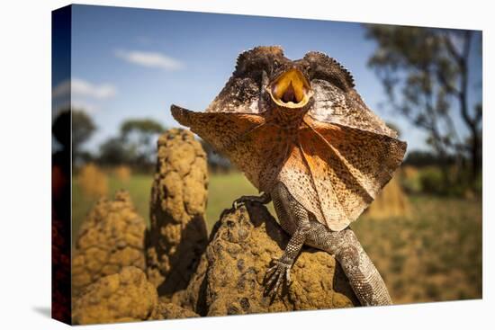 Frill-neck Lizard (Chlamydosaurus kingii), on a termite mound. Northern Territory, Australia-Paul Williams-Stretched Canvas