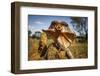 Frill-neck Lizard (Chlamydosaurus kingii), on a termite mound. Northern Territory, Australia-Paul Williams-Framed Photographic Print