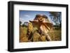 Frill-neck Lizard (Chlamydosaurus kingii), on a termite mound. Northern Territory, Australia-Paul Williams-Framed Photographic Print