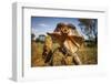 Frill-neck Lizard (Chlamydosaurus kingii), on a termite mound. Northern Territory, Australia-Paul Williams-Framed Photographic Print