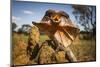 Frill-neck Lizard (Chlamydosaurus kingii), on a termite mound. Northern Territory, Australia-Paul Williams-Mounted Photographic Print