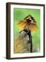 Frilled Lizard Defence-null-Framed Photographic Print