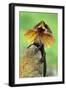 Frilled Lizard Defence-null-Framed Photographic Print