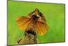 Frilled Lizard Defensive Display Perched on Termite Mound-null-Mounted Photographic Print