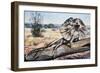 Frilled-Neck Lizard or Frilled Dragon (Chlamydosaurus Kingii), Agamidae-null-Framed Giclee Print