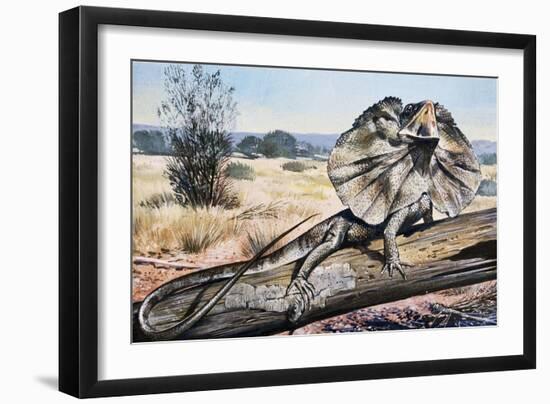 Frilled-Neck Lizard or Frilled Dragon (Chlamydosaurus Kingii), Agamidae-null-Framed Giclee Print