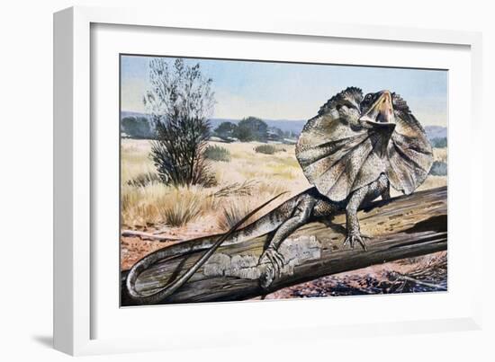 Frilled-Neck Lizard or Frilled Dragon (Chlamydosaurus Kingii), Agamidae-null-Framed Giclee Print